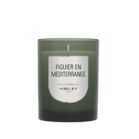 Figuier en Mediterranee