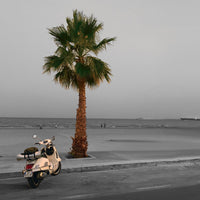 Palm
