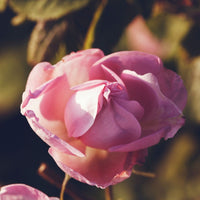 Rose Centifolia