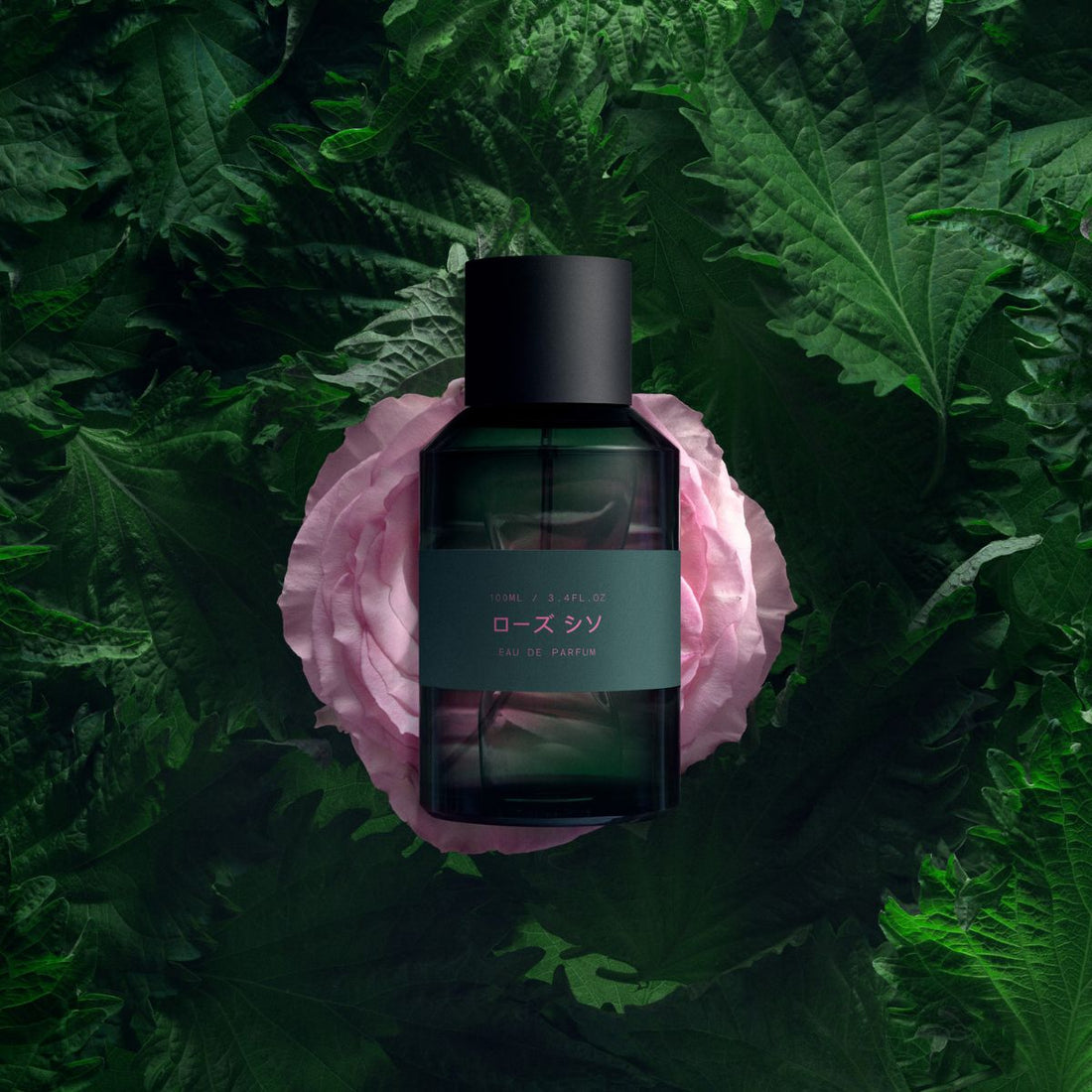 Rose Shiso